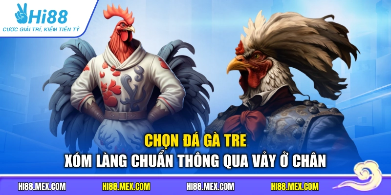 Chọn đá gà tre xóm làng chuẩn thông qua vảy ở chân