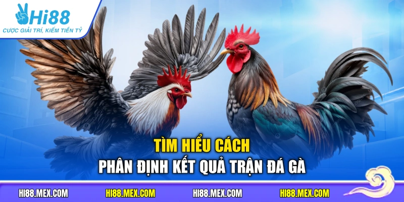 Tìm hiểu cách phân định kết quả trận đá gà